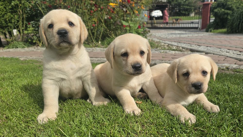 Labrador Retriever! Biszkoptowy pies! Grubej kości!