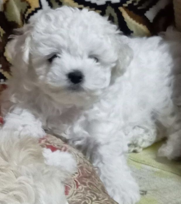 Акція Элитные щенки БИШОН КСУ FCI