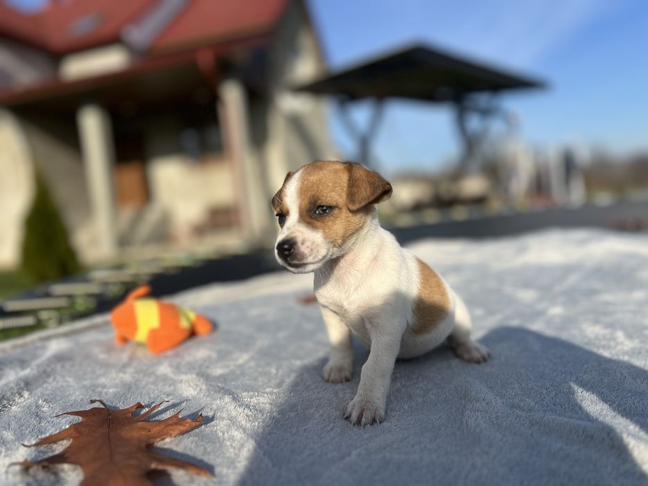 Щеночки Джек Рассел