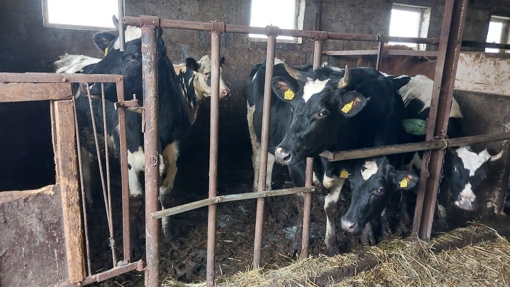 Jałówki wysokocielne