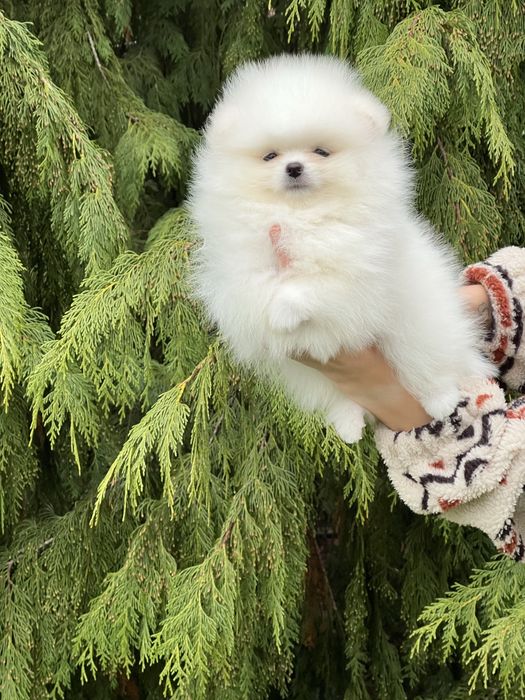 Szpic  sliczny samiec