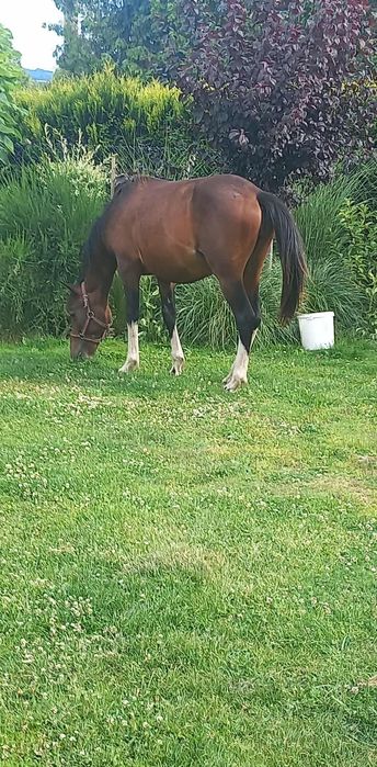 Sprzedam klacz huculską!