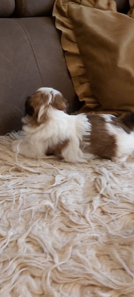 Shih Tzu suczka rodowodowa