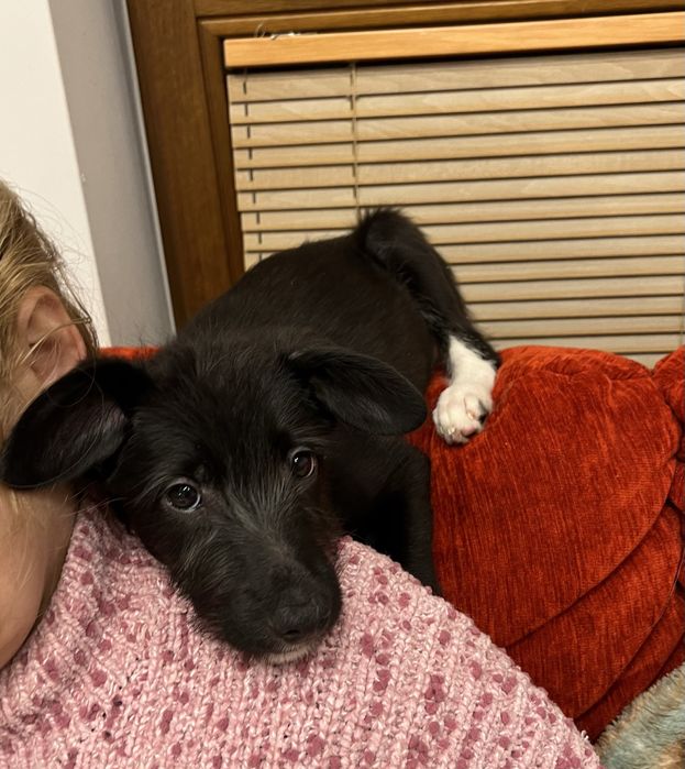 Szczeniaki do adopcji