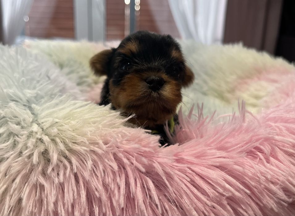 Yorkshire Terrier FCI piesek