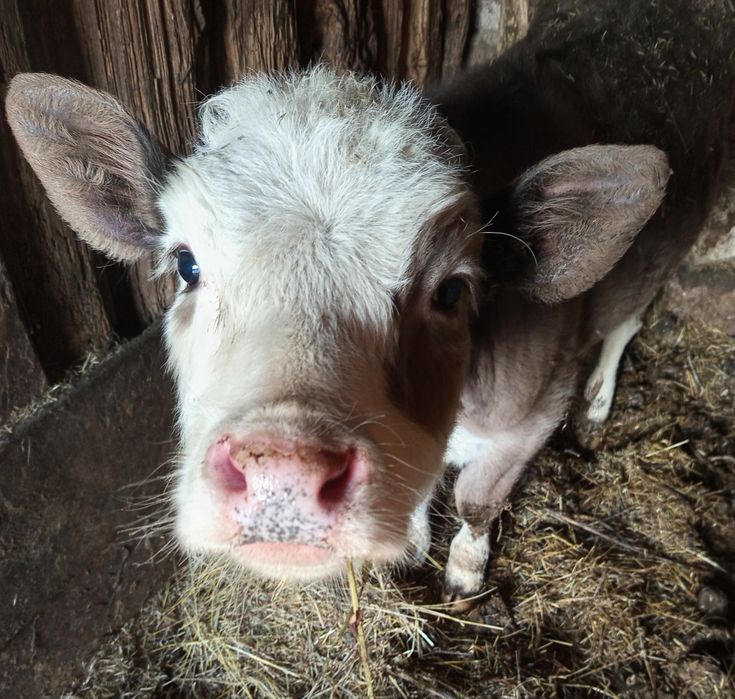 Продам тиличку,на утримання