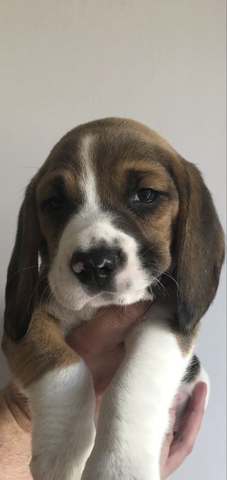 ŚLICZNY BEAGLE tricolor Rodowód Chip Umowa