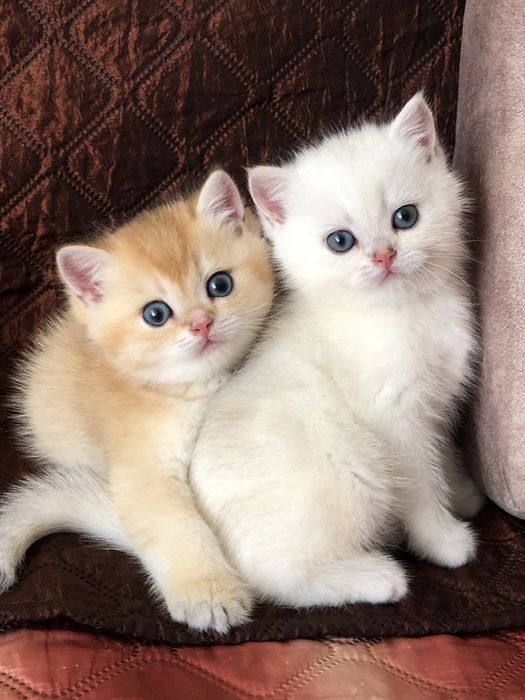 Котята шиншилята
