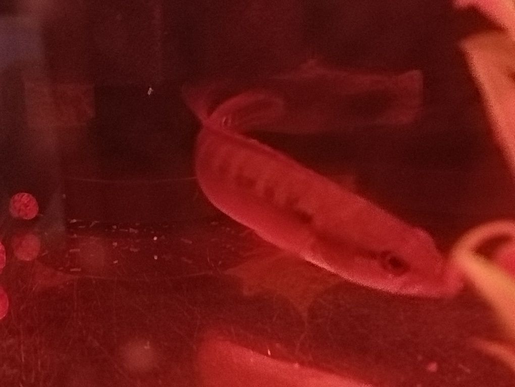 Creniciclha lepidota 5/6cm