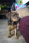Zjawiskowy maluch Teddy do adopcji