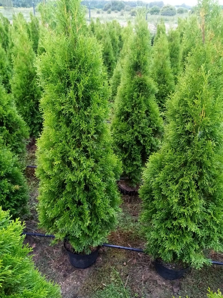 Tuja Thuja 150 cm doniczka szmaragd