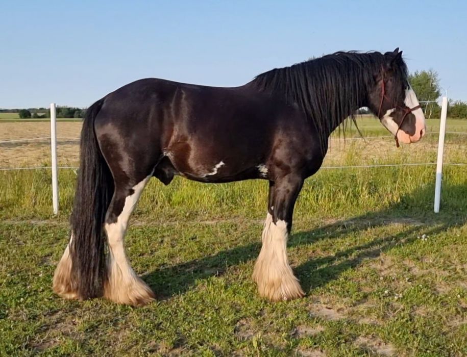 Piękny Shire Horse ogier (SHS)