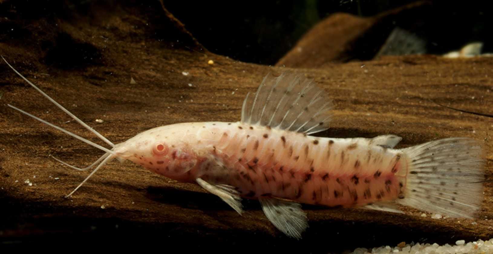 Kiryśnik czarnoplamy ALBINOS - Megalechis thoracata - dowóz, wysyłka