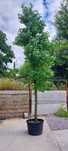 Ambrowiec amerykański / Liquidambar styraciflua