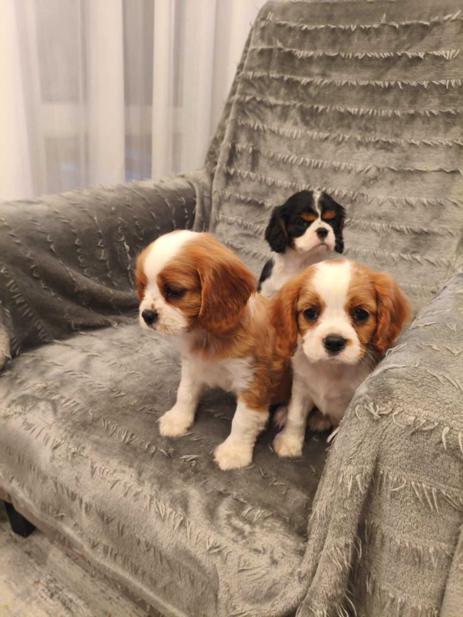 Cavalier King Charles Spaniel (piesek)