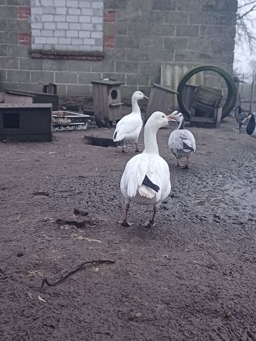 Śnieżyca duża para lęgowa