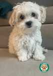 Maltipoo F2 sunia gotowa do odbioru, domowa hodowla