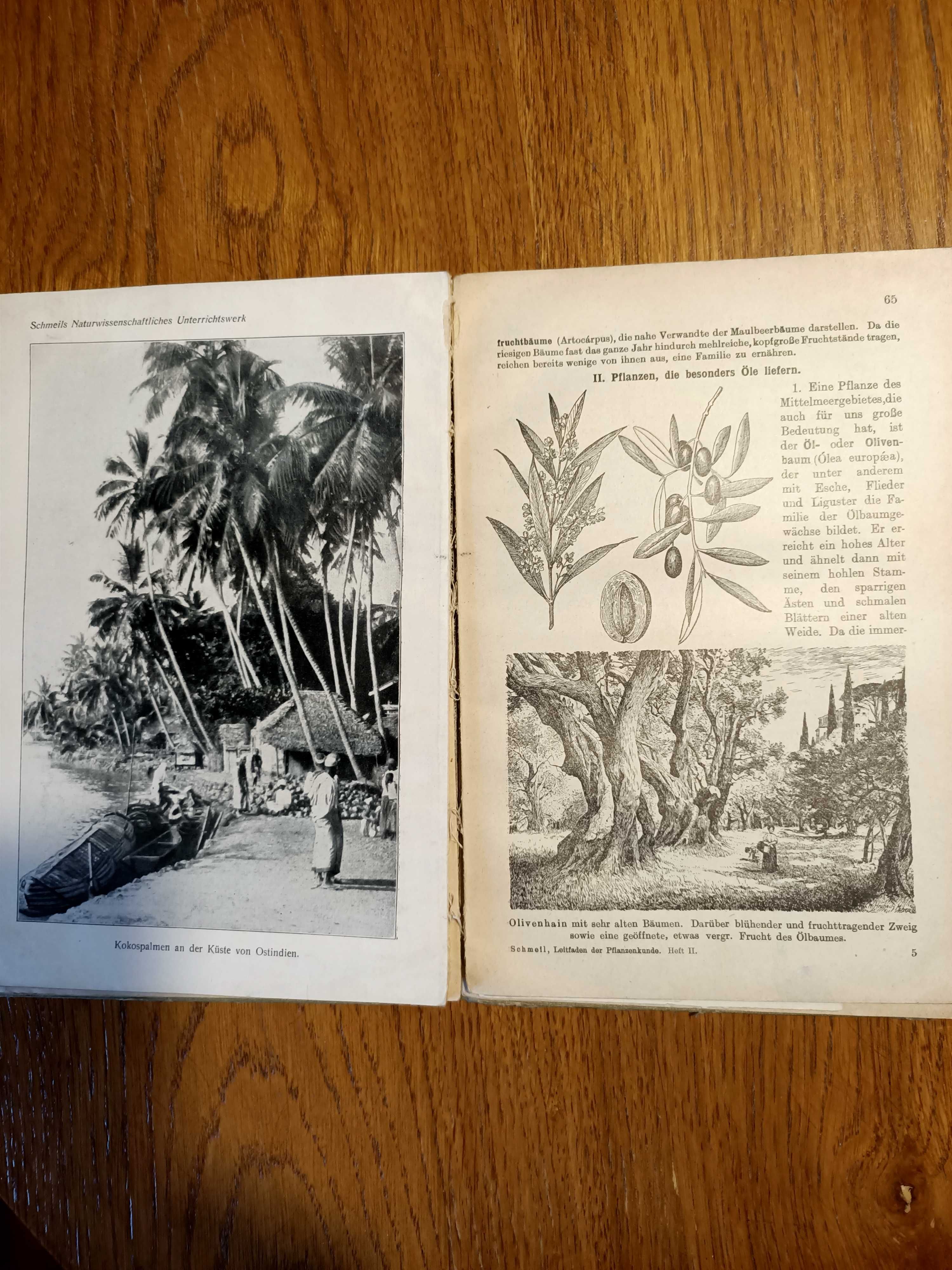 Stara niemiecka książka o przyrodzie Leifaden der Pflanzenkunde