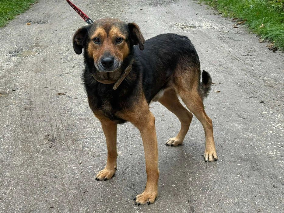 Dostojny Ksawery do adopcji