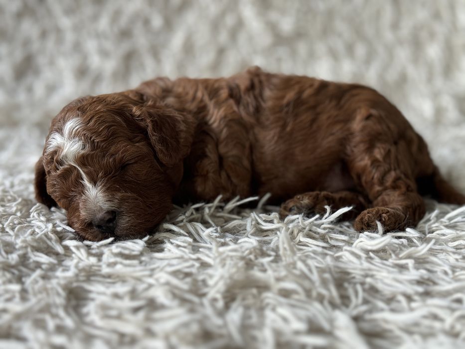 Cavapoo F1b piesek