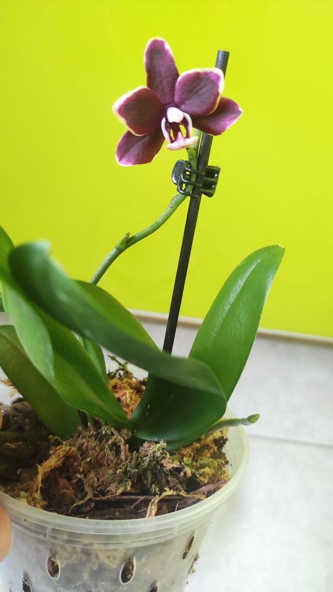 Орхідея Taisuco Kobold