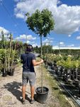 Acer campestre Anny's Globe, Klon polny, obwód 6-8, 8-10cm, pień 180cm