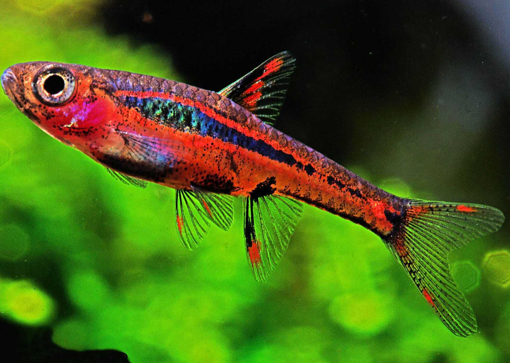 Razbora borneańska - Boraras brigittae - Rasbora - dowóz, wysyłka