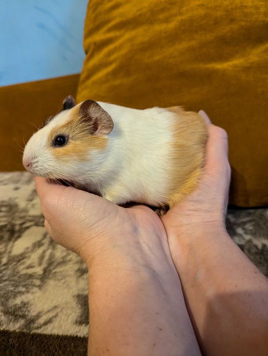 Морська свинка (мурчак, морські свинки)