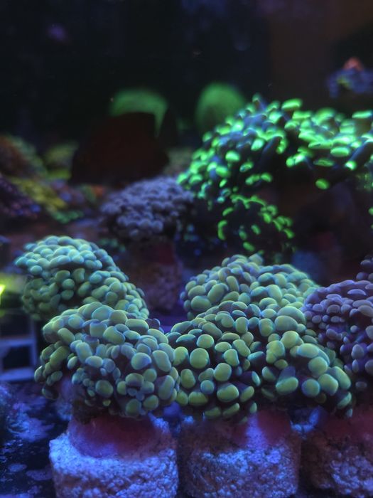 Euphylias bronze corais de agua salgada