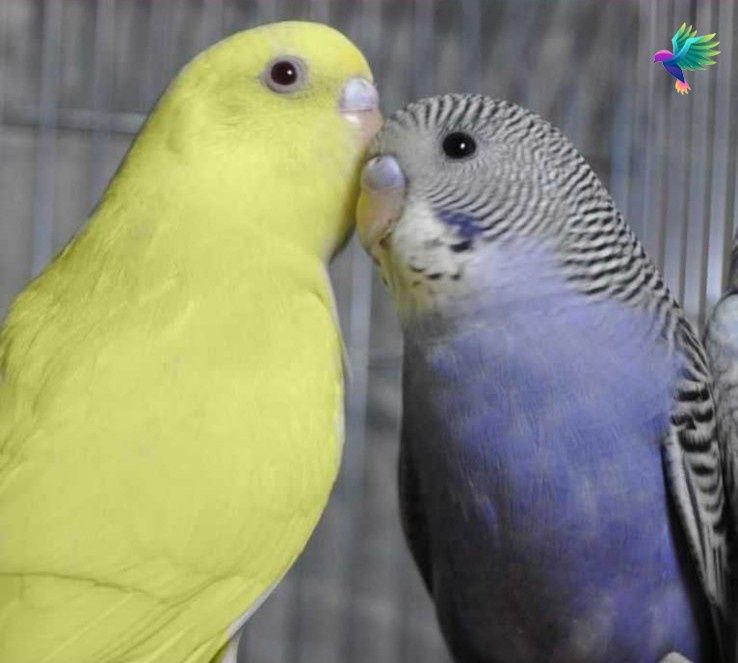 Волнистые попугаи и неразлучники разных цветов