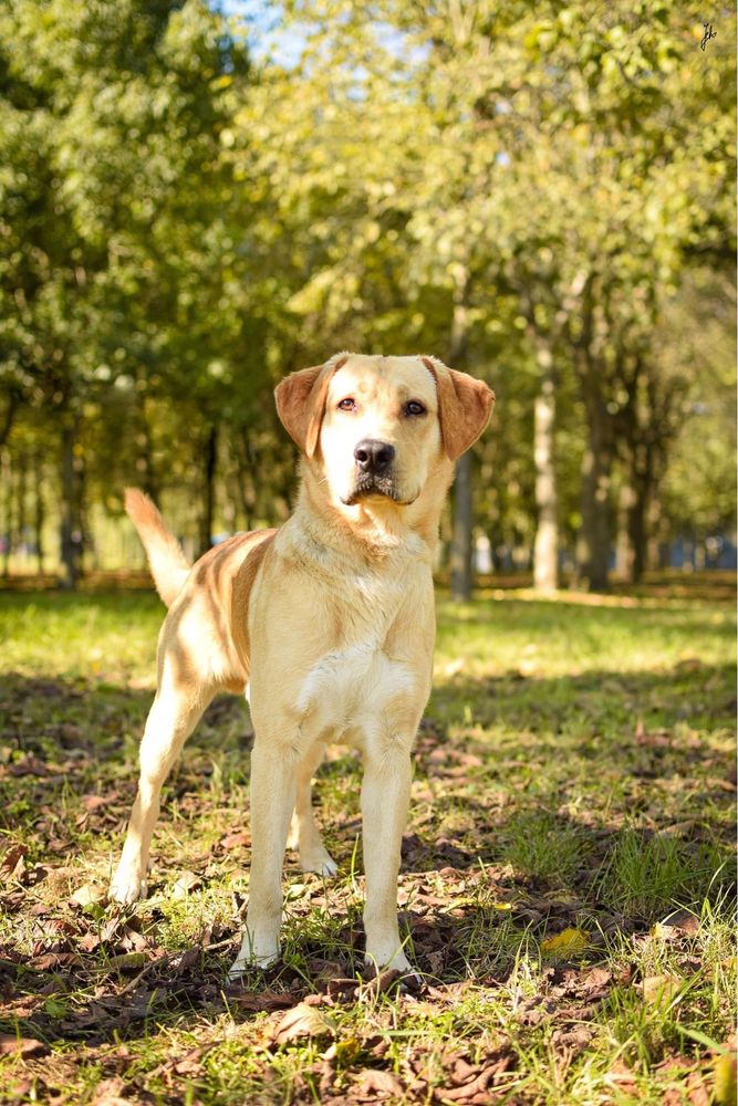 Młody psiak w typie labradora czeka ja cierpliwy dom - adoptuj