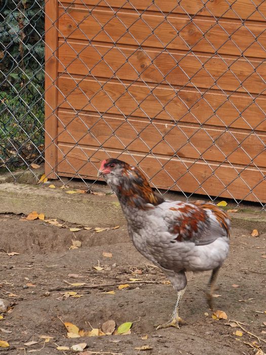 Koguty aracuana bezogoniasta