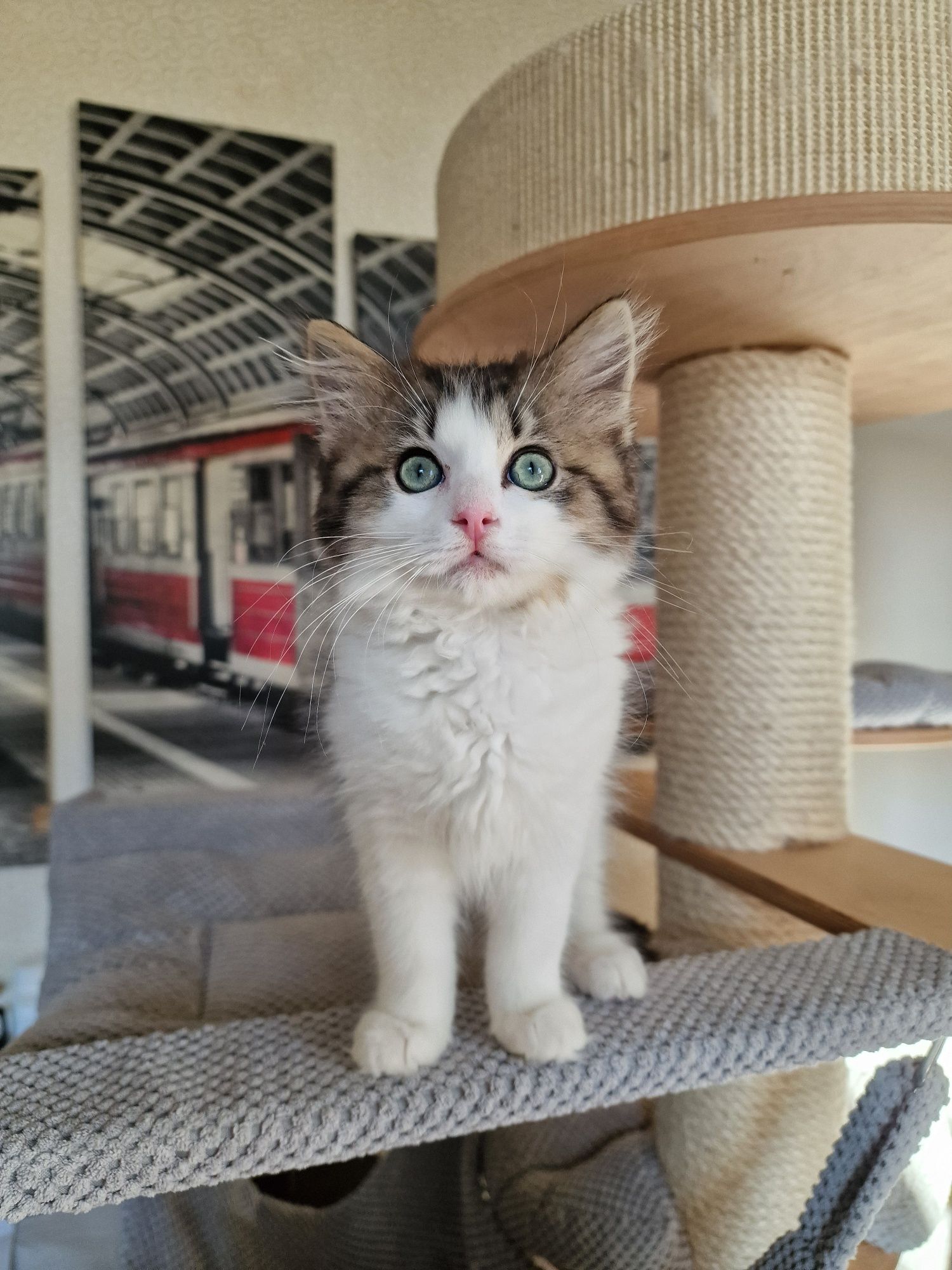 Ragdoll cherubim kotka