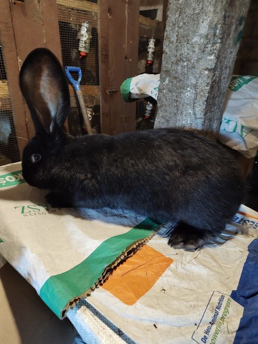 Olbrzym belgijski czarny