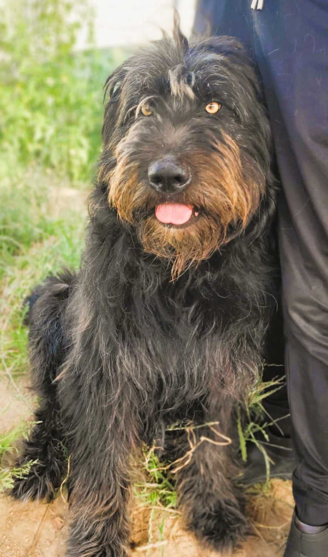 BRYTAN - 2 letni psiak w typie sznaucera szuka domu
