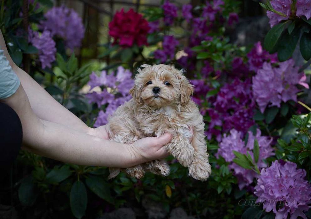 Шикарні цуценята Мальтипу - дівчата