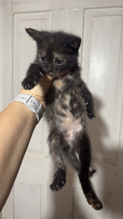 Кошеня дівчинка черепашка в хороші руки трехцветный котенок