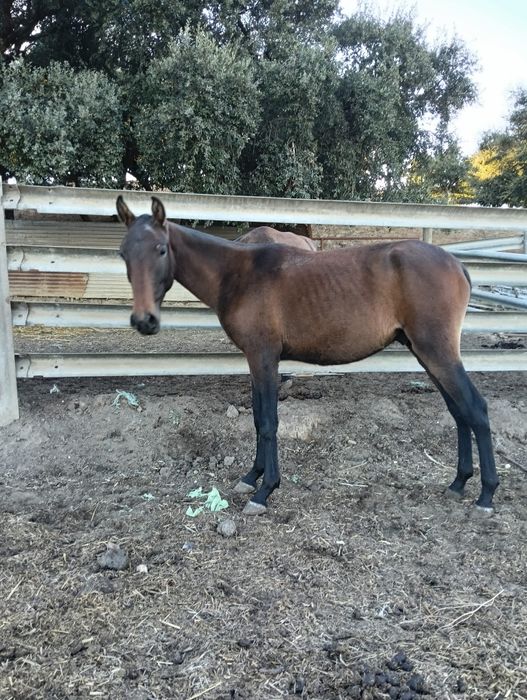 Vendo poldro lusitano