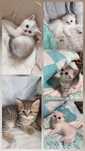 Scottish  fold. .