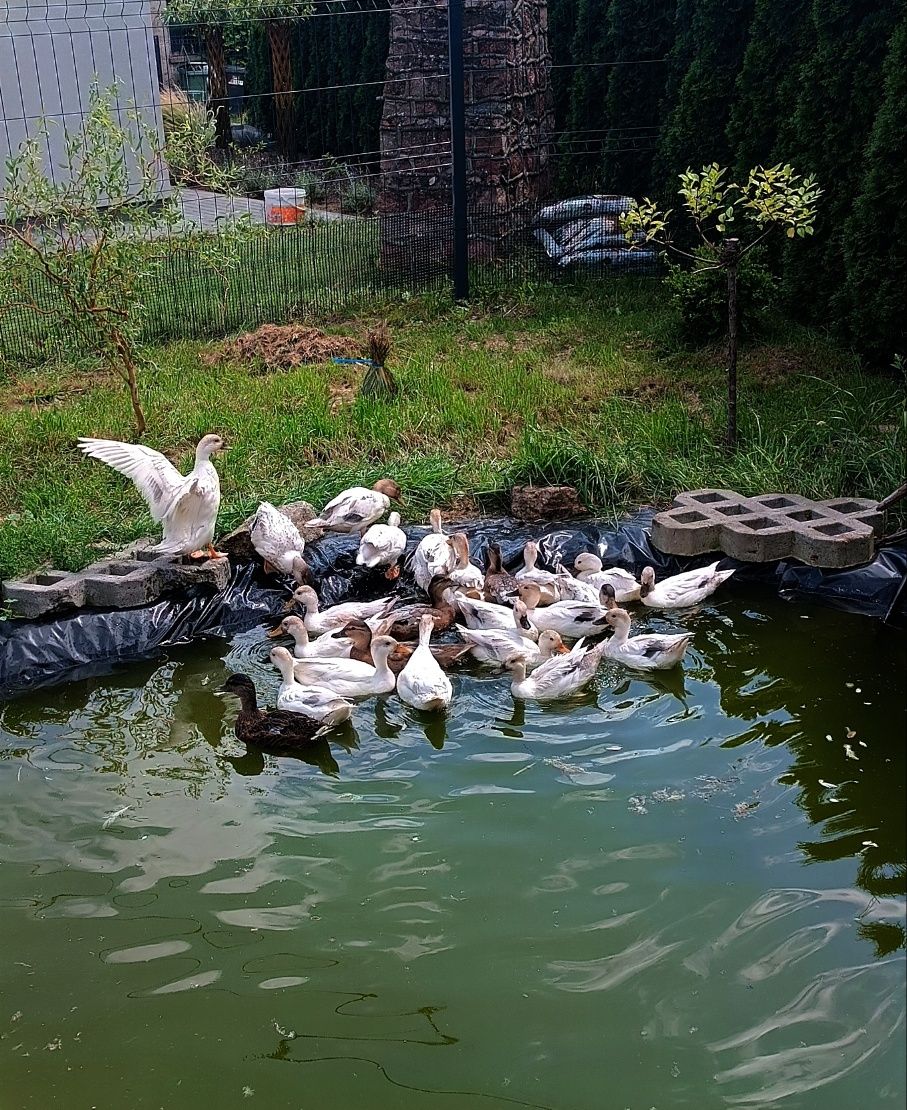 Kaczki Call Duck