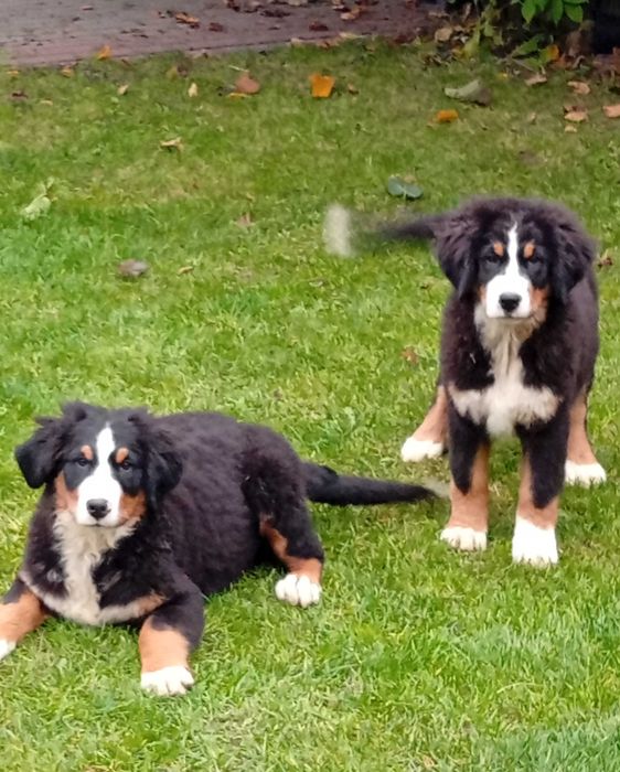 Szczenię Berneński pies pasterski do odbioru