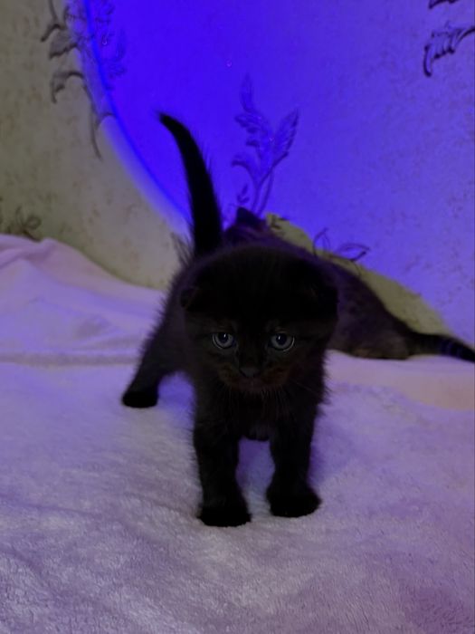 Кошенята від шотландської мами та британського тата