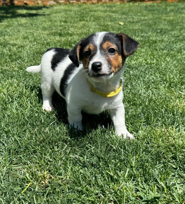 Jack Russel Terrier  macho pelo curto com registo e afixo