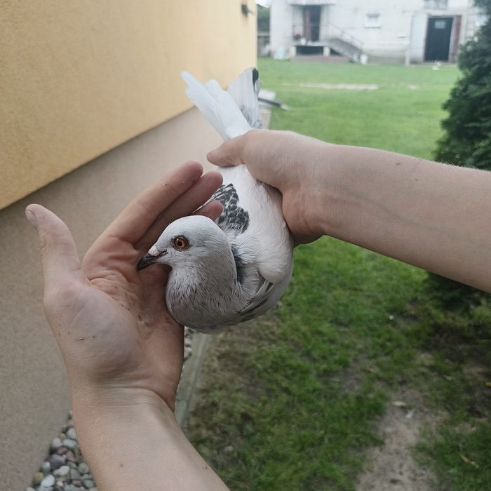 gołomb samiec jasny