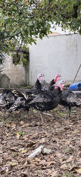 Perus machos caseiros