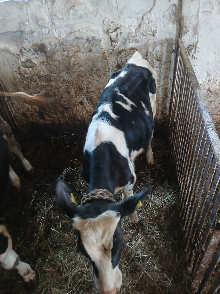Sprzedam byczka do dalszego chowu