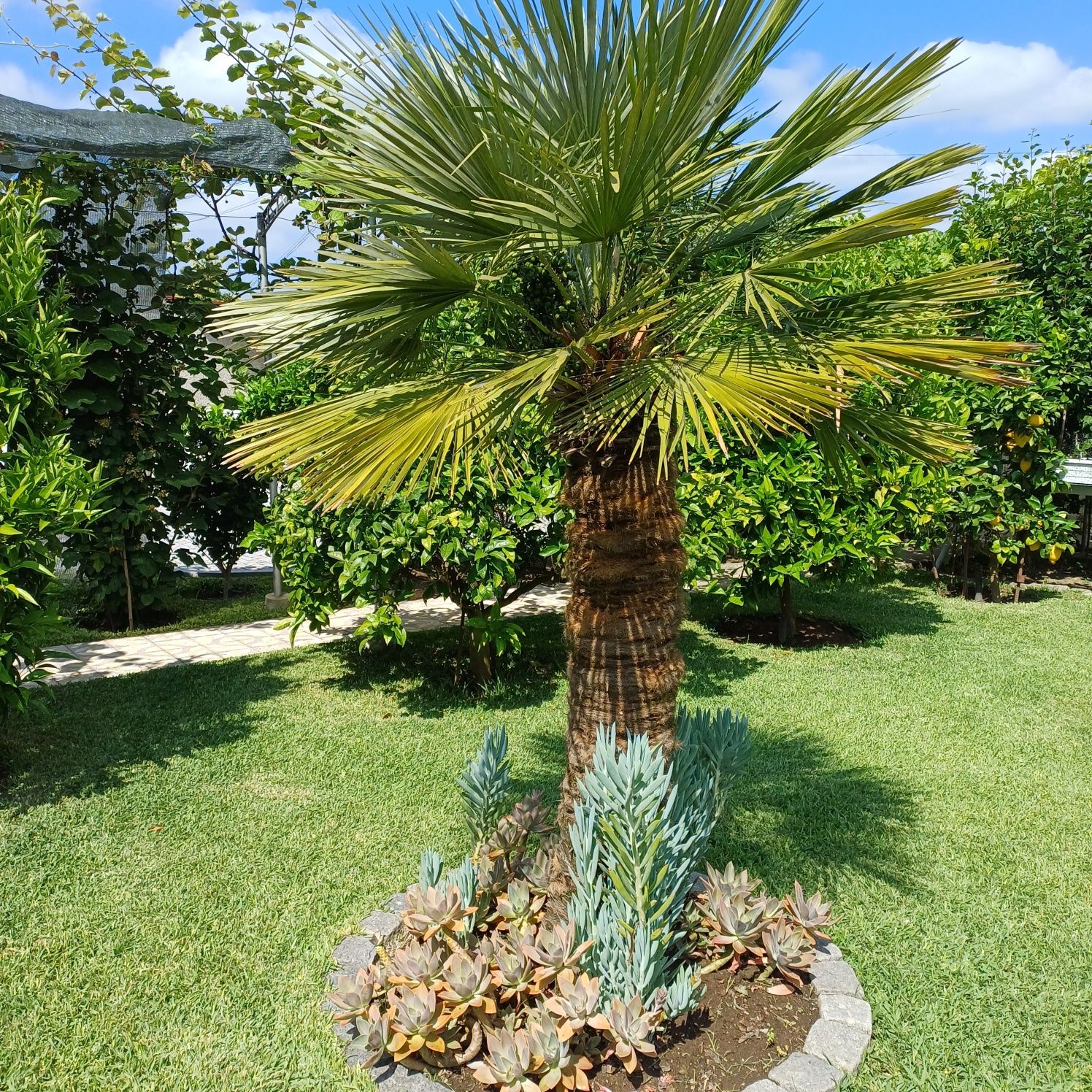 Palmeira de Jardim