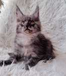 Czarny dymny Maine Coon