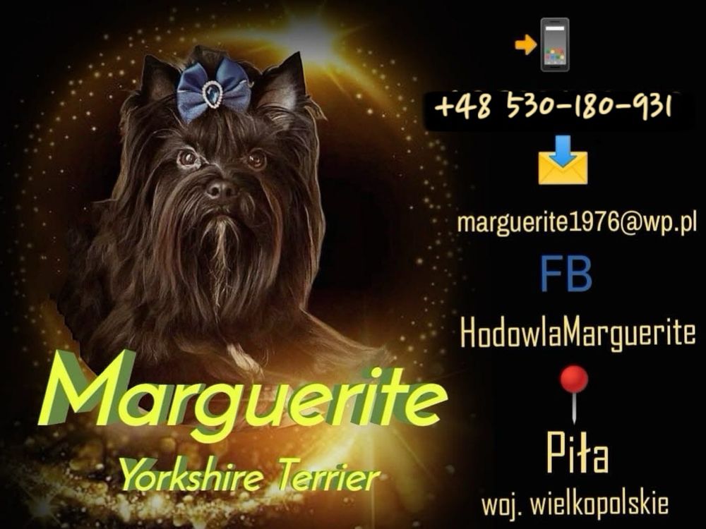 Black Yorkshire Terrier suczka i piesek