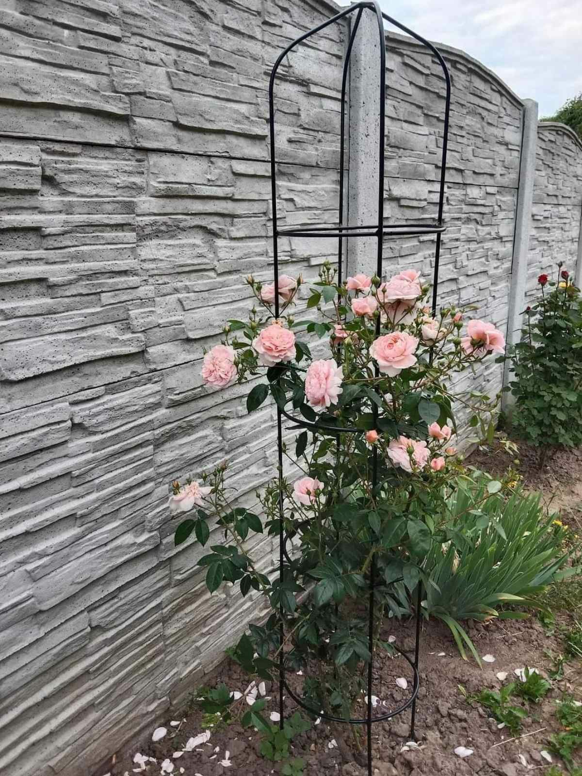 Металічна садова опора для троянд висота 180 см